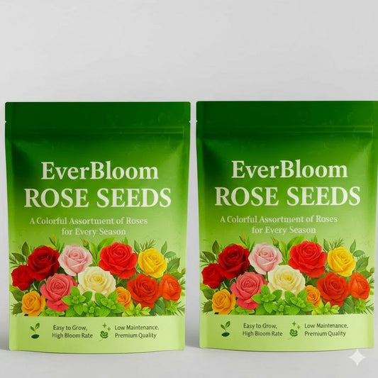 EVER BLOOM ROSE SEEDS( PACK OF 2) AND 1 PLANT GROWTH